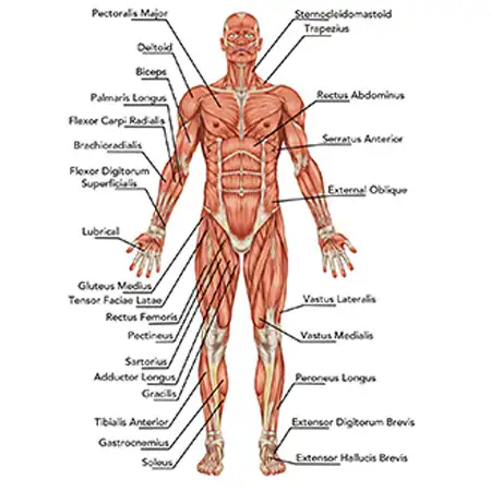 El parche cuántico Allevi8 pro actúa sobre el cuerpo físico.
